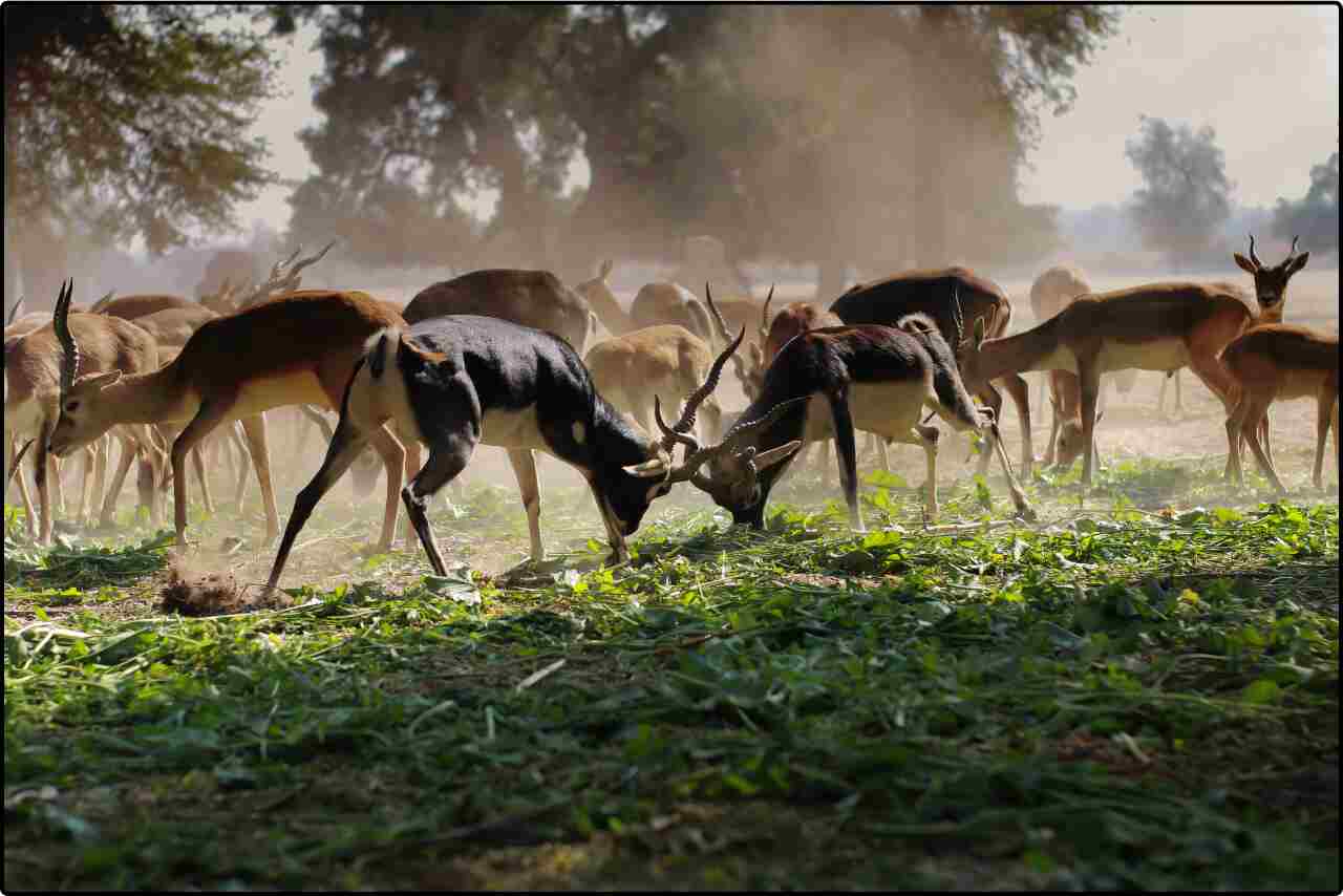 Flock of brown deer, including fawns, exploring a grassy meadow on a sunny day